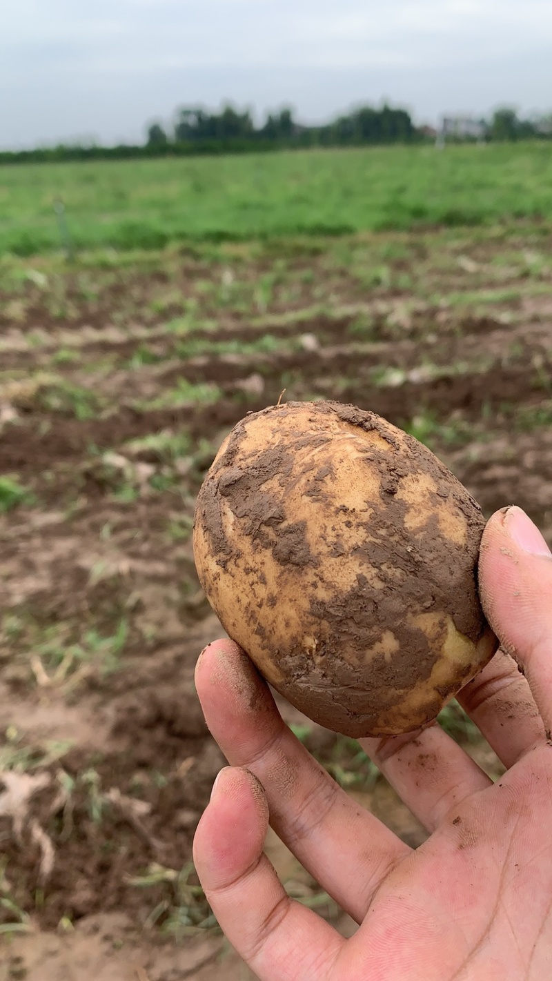 土豆黄心土豆现挖现发产地直销一手货源保质保量