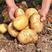 土豆黄心土豆现挖现发产地直销一手货源保质保量