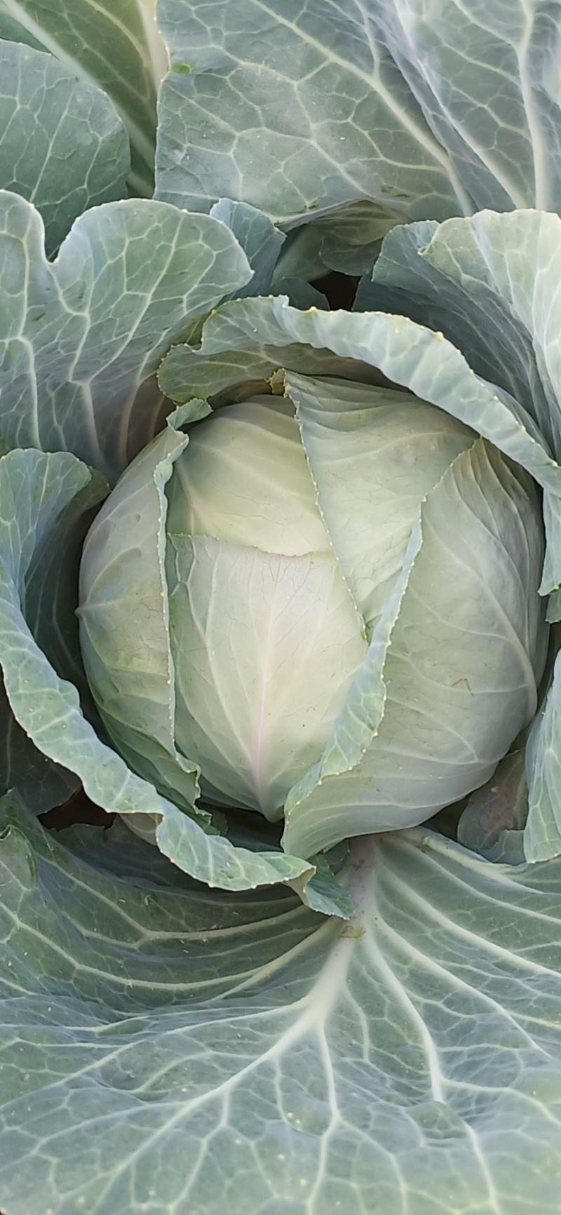 强力50扁包菜，质量好，价格合理，按需发货全国