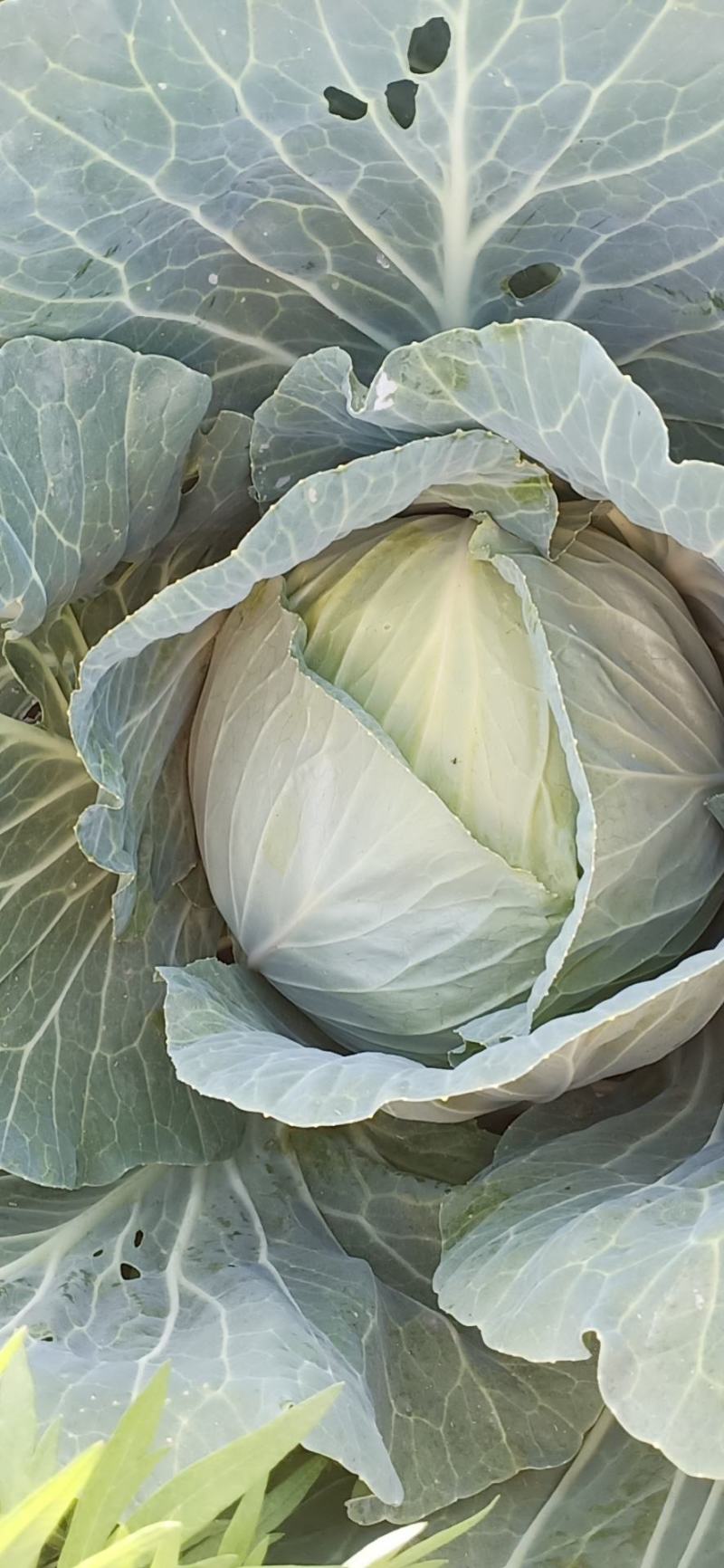 强力50扁包菜，质量好，价格合理，按需发货全国