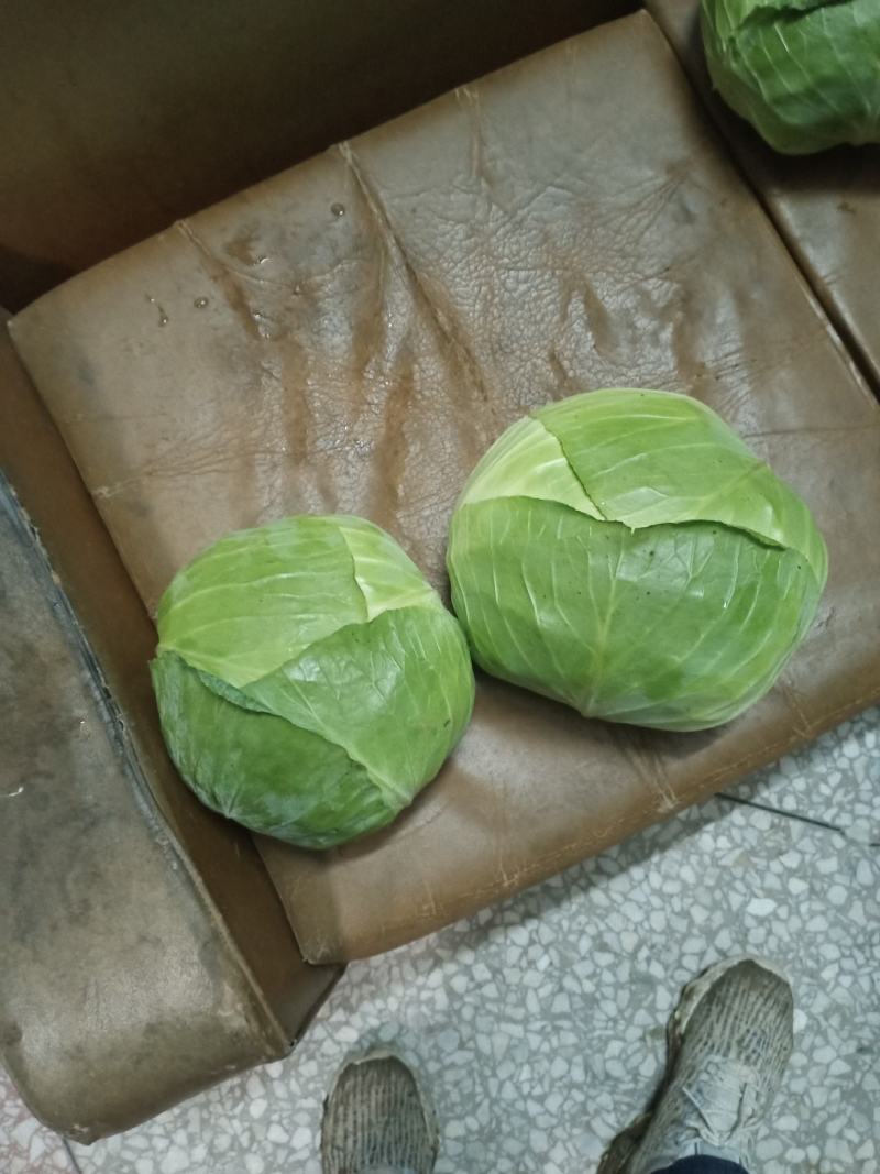 强力50扁包菜，质量好，价格合理，按需发货全国