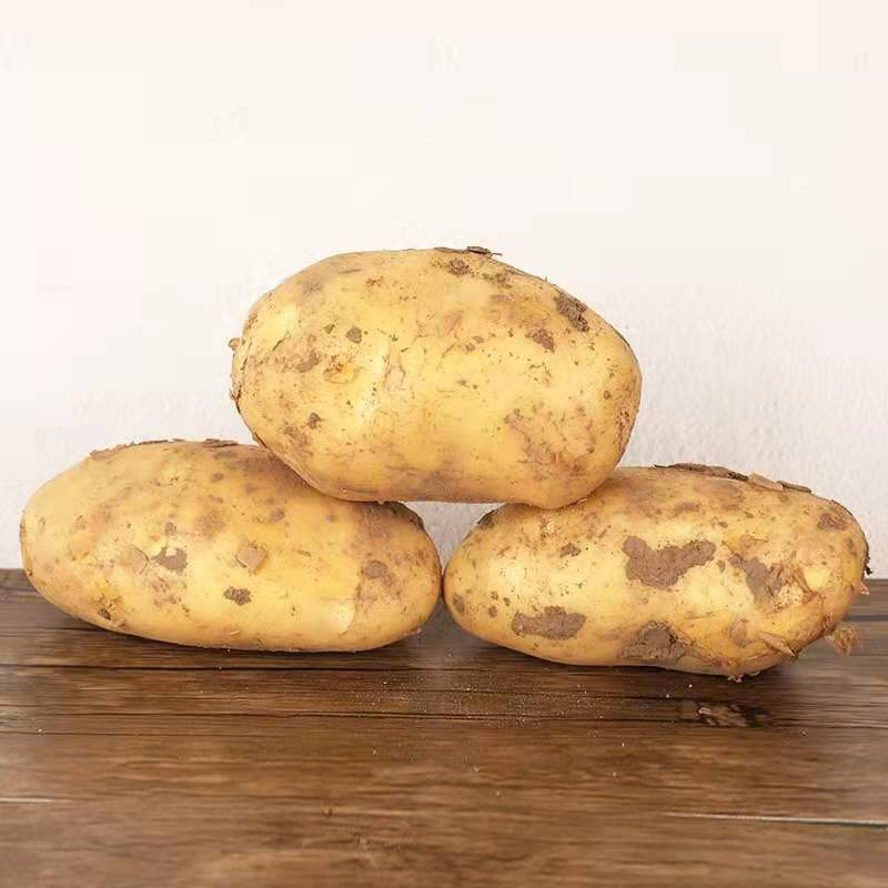 土豆黄心土豆基地直供货量充足保质保量欢迎咨询订购