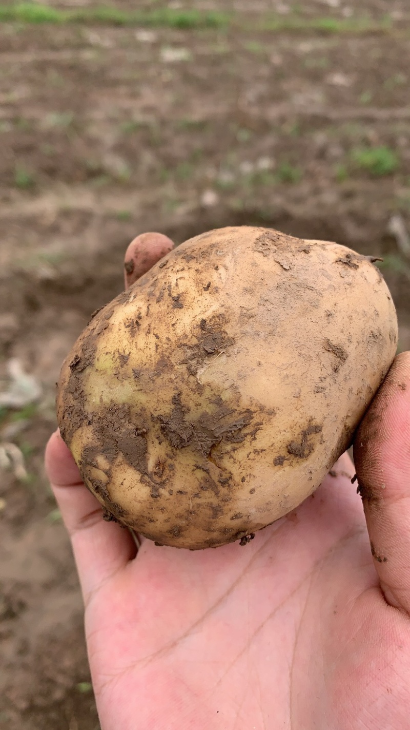 土豆黄心土豆基地直供货量充足保质保量欢迎咨询订购