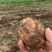 土豆黄心土豆基地直供货量充足保质保量欢迎咨询订购