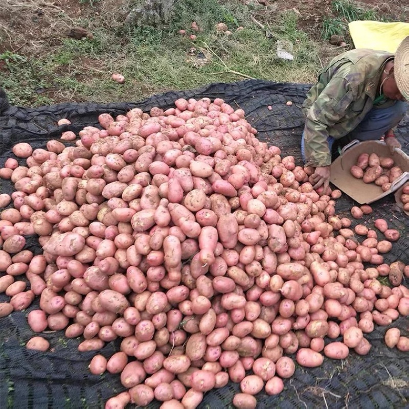 土豆黄心土豆基地直供货量充足保质保量欢迎咨询订购