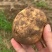 土豆黄心土豆基地直供货量充足保质保量欢迎咨询订购