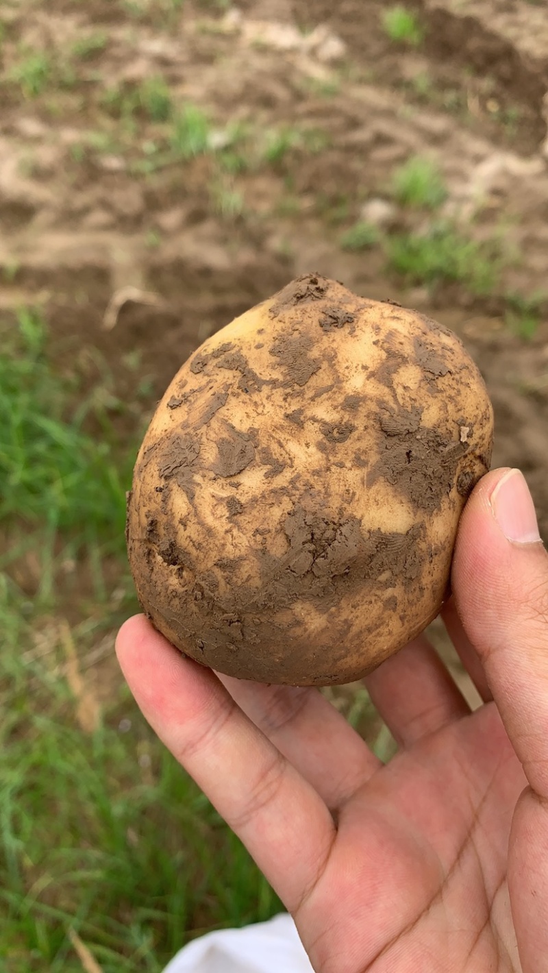 土豆黄心土豆基地直供货量充足保质保量欢迎咨询订购