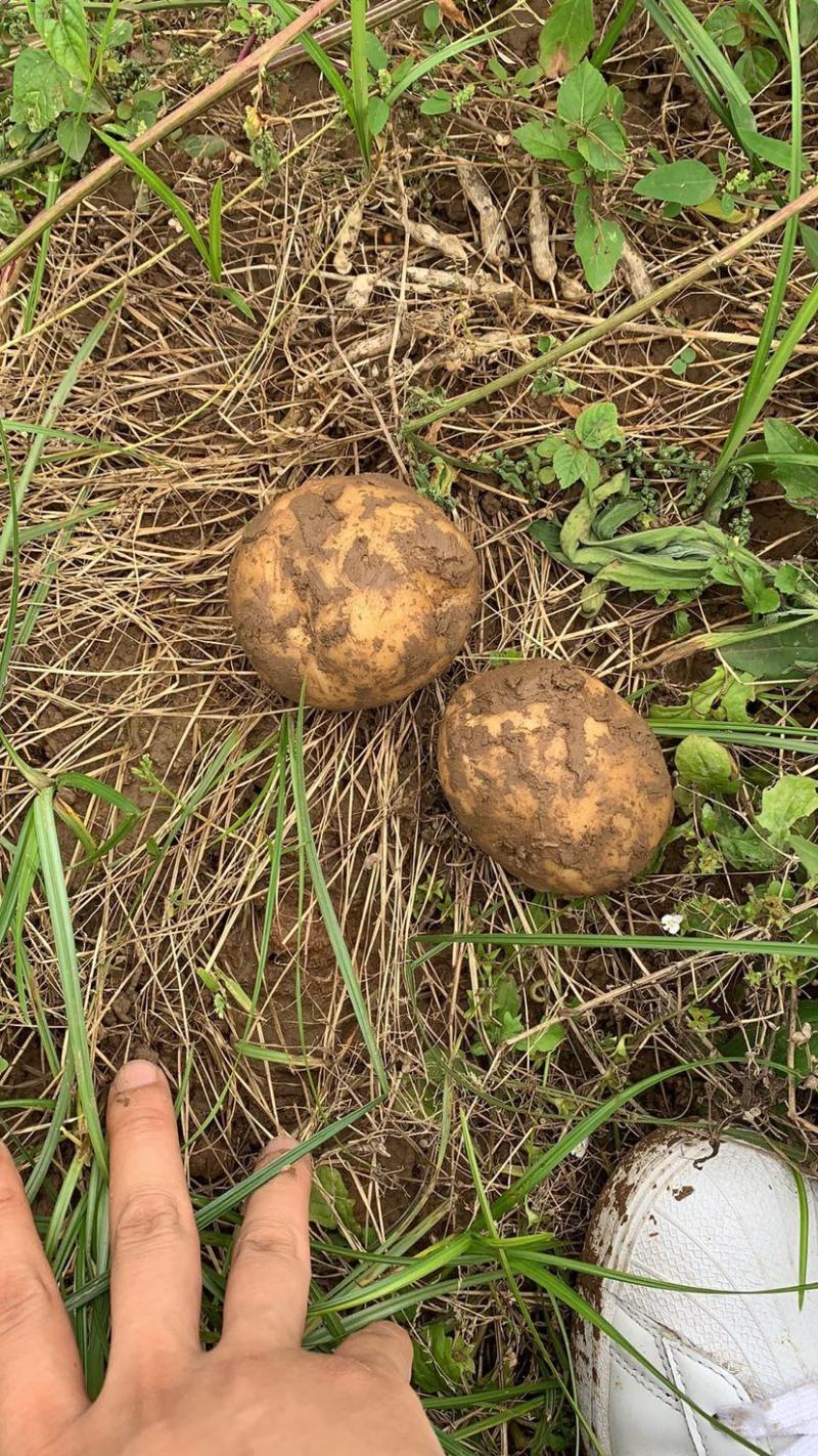 土豆黄心土豆基地直供货量充足保质保量欢迎咨询订购