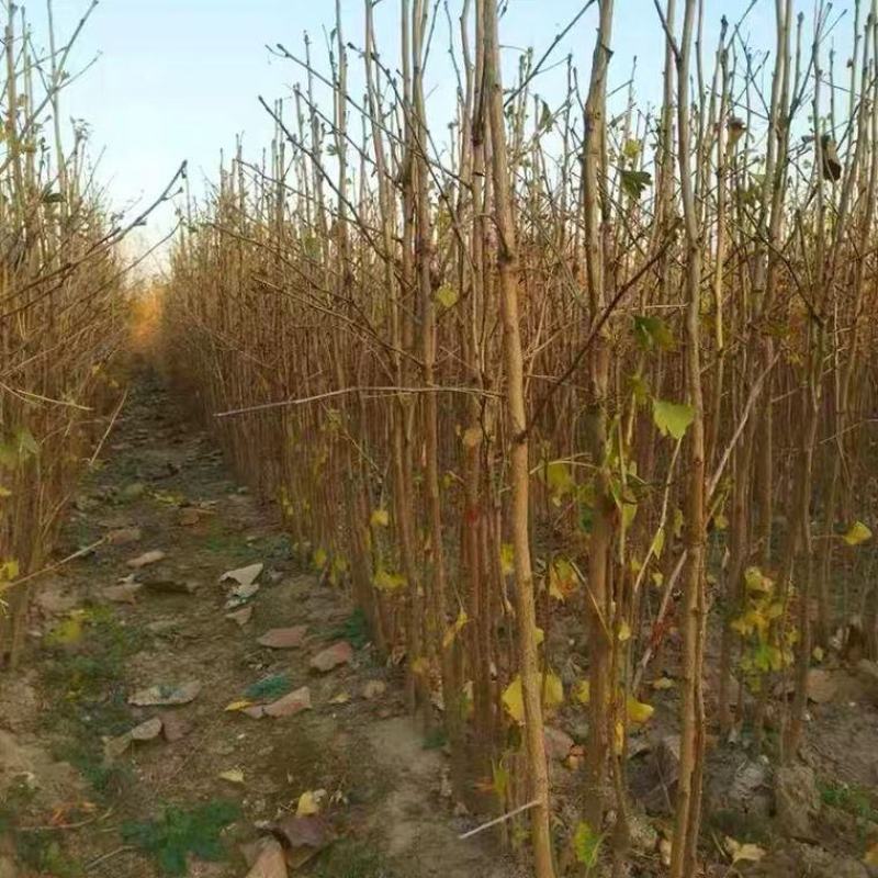 占地拆迁苗银杏树苗银杏苗白果小苗庭院植物行道绿化