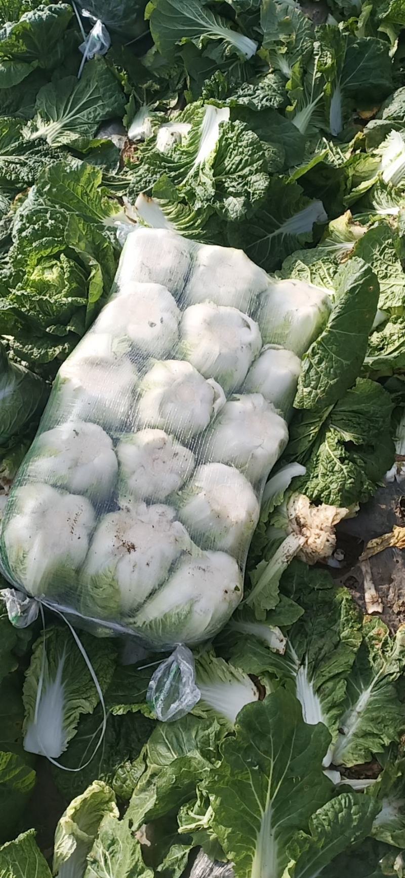 大白菜精品黄心大白菜，个头4斤到6斤，颜色好，无烧边