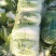 大白菜精品黄心大白菜，个头4斤到6斤，颜色好，无烧边