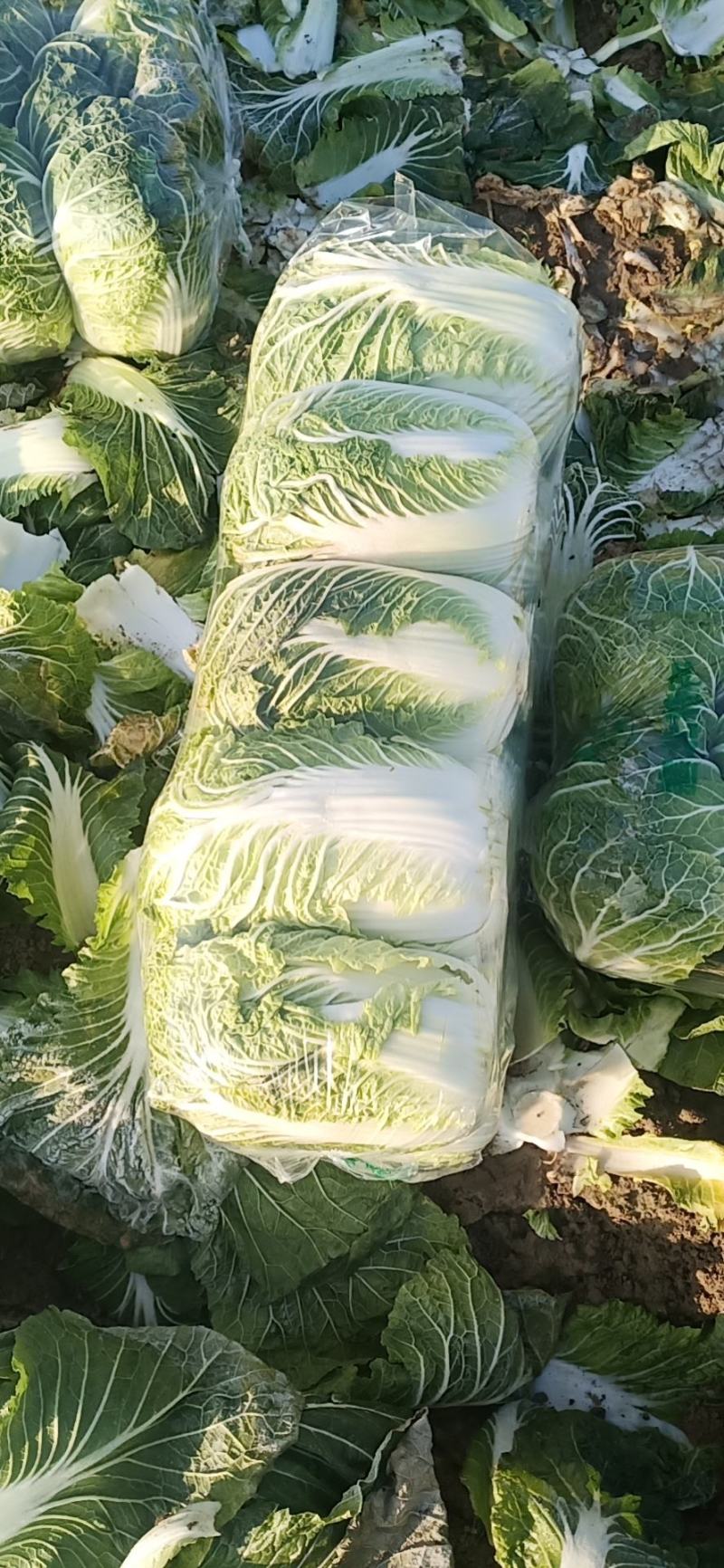 大白菜精品黄心大白菜，个头4斤到6斤，颜色好，无烧边