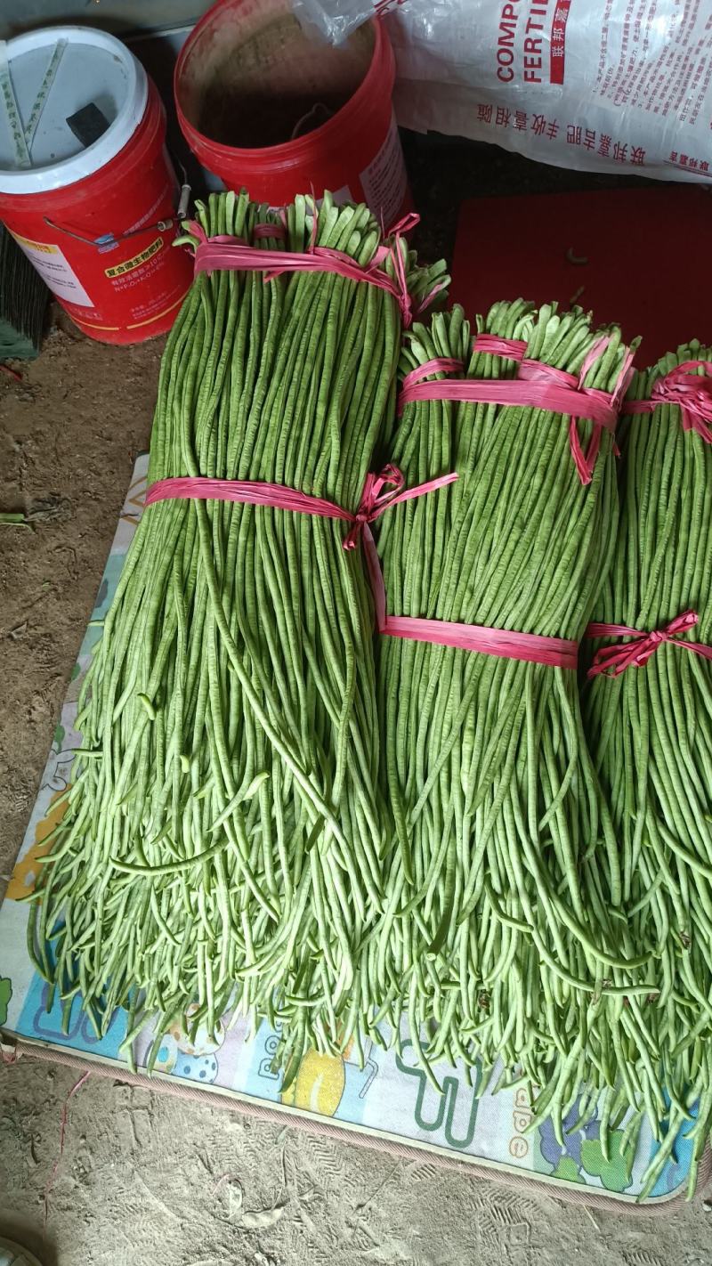 精品长豆角豇豆绿直长徐州新沂产地蔬菜上市中