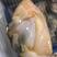 半壳白贝刀贝烧烤自助好食材海鲜大咖食材鲜活海鲜贝类蛤蜊