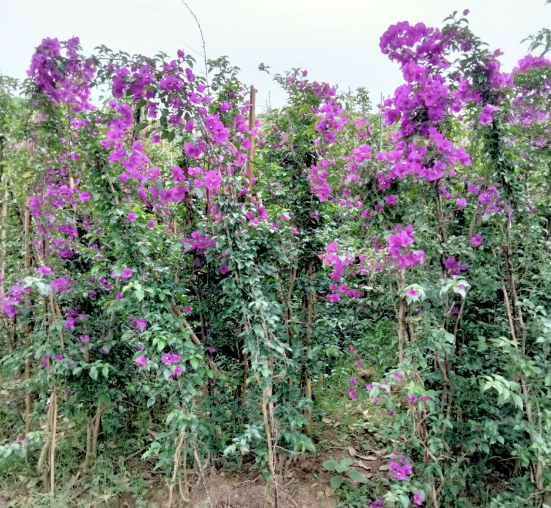 三角梅四川宜宾三角梅紫色三角梅紫花三角梅柱子三角条柱