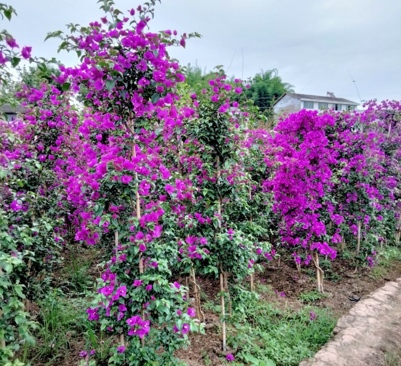 三角梅四川宜宾三角梅紫色三角梅紫花三角梅柱子三角条柱