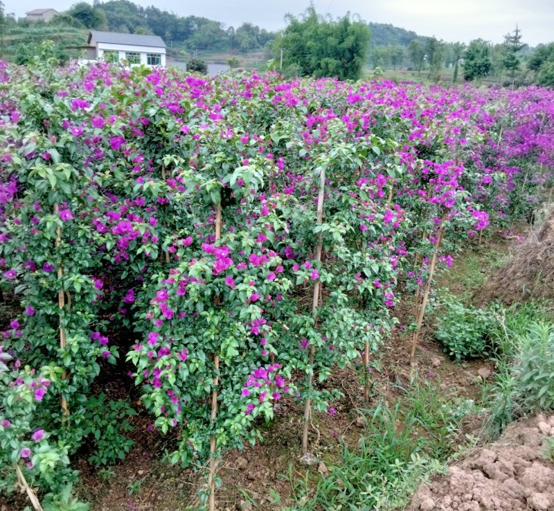 三角梅四川宜宾三角梅紫色三角梅紫花三角梅柱子三角条柱