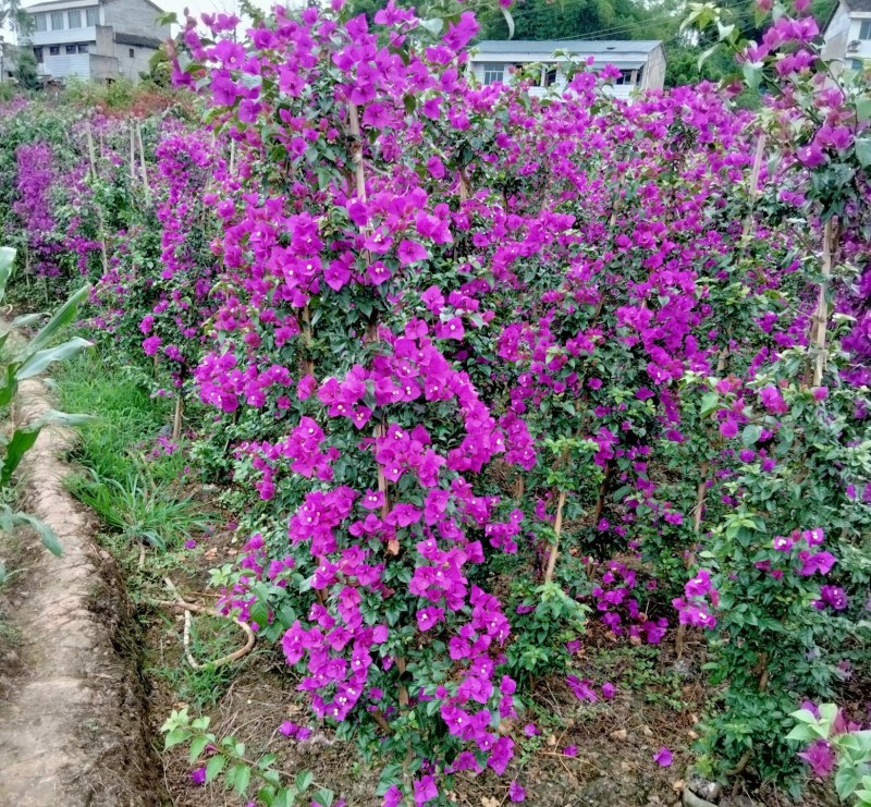 三角梅四川宜宾三角梅紫色三角梅紫花三角梅柱子三角条柱