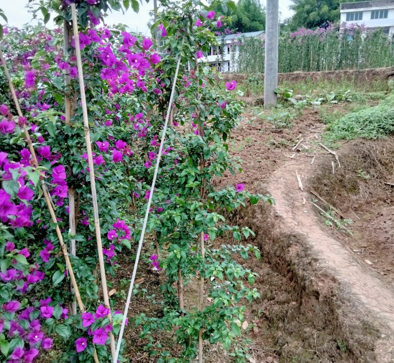 三角梅四川宜宾三角梅紫色三角梅紫花三角梅柱子三角条柱