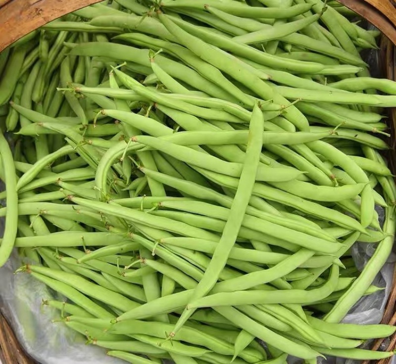 高山四季豆长阳四季豆产地直供量大优惠欢迎咨询订购