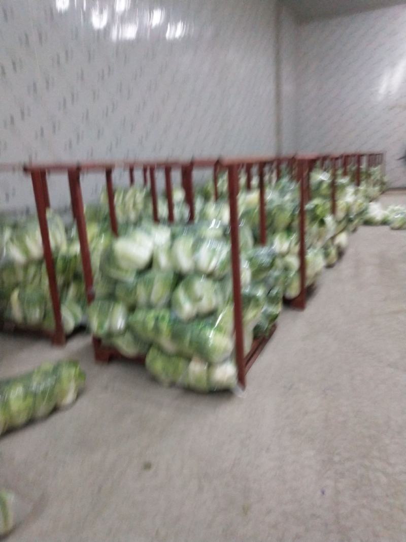 精选优质白菜产地直发品质保障可看货考察诚信合作