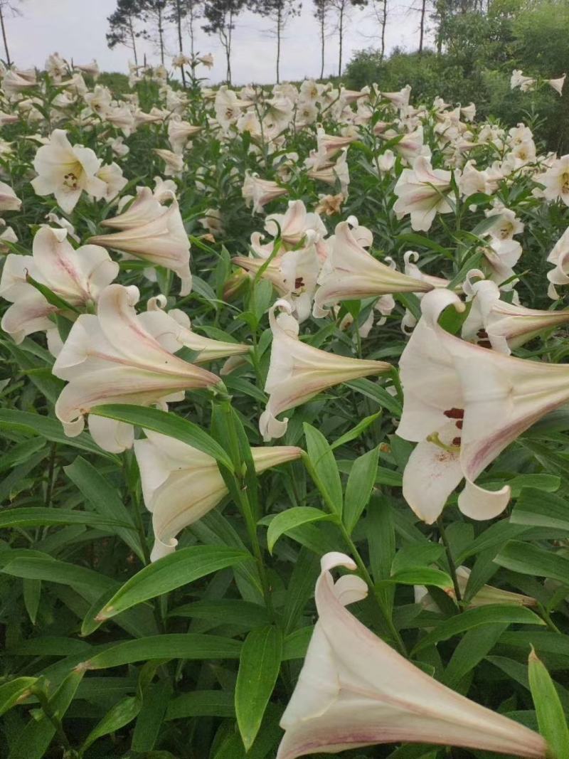 湖南正宗龙牙百合，产地供货，白泥货，欢迎来电。
