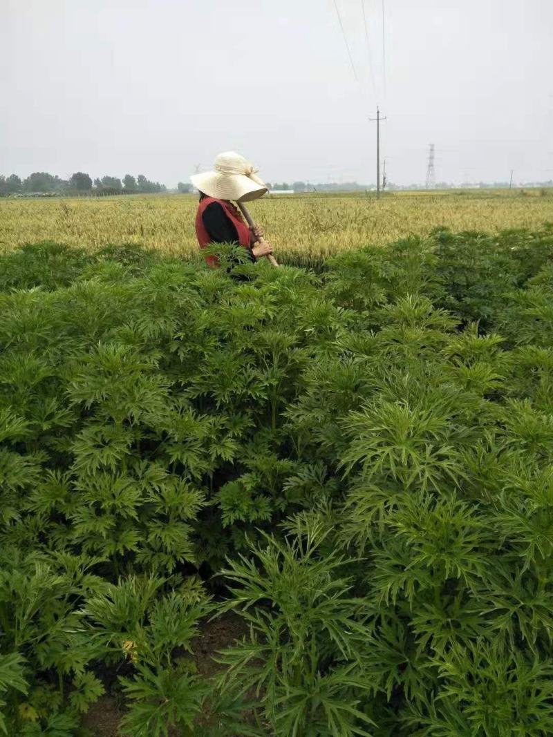 益母草苗子童子益母草鲜切全颗饮片