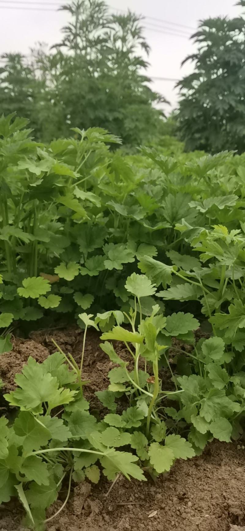 益母草苗子童子益母草鲜切全颗饮片