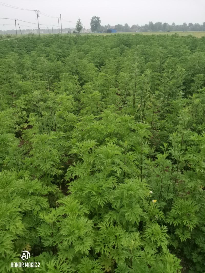 益母草苗子童子益母草鲜切全颗饮片