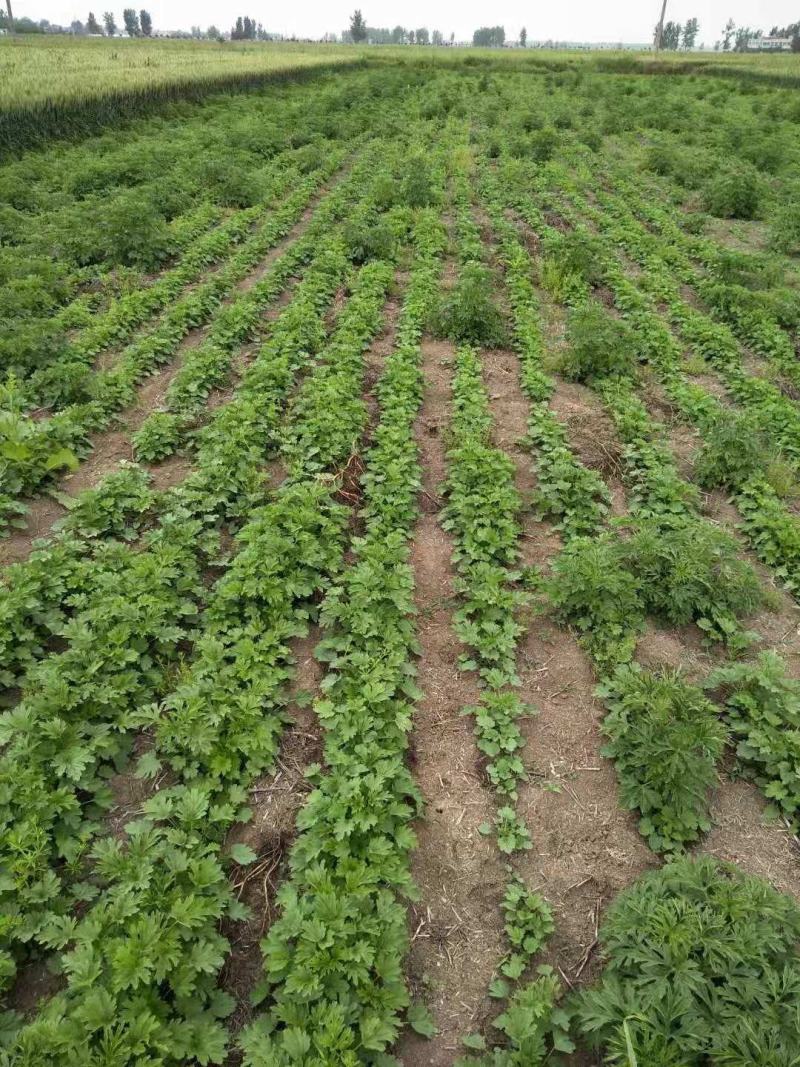 益母草苗子童子益母草鲜切全颗饮片