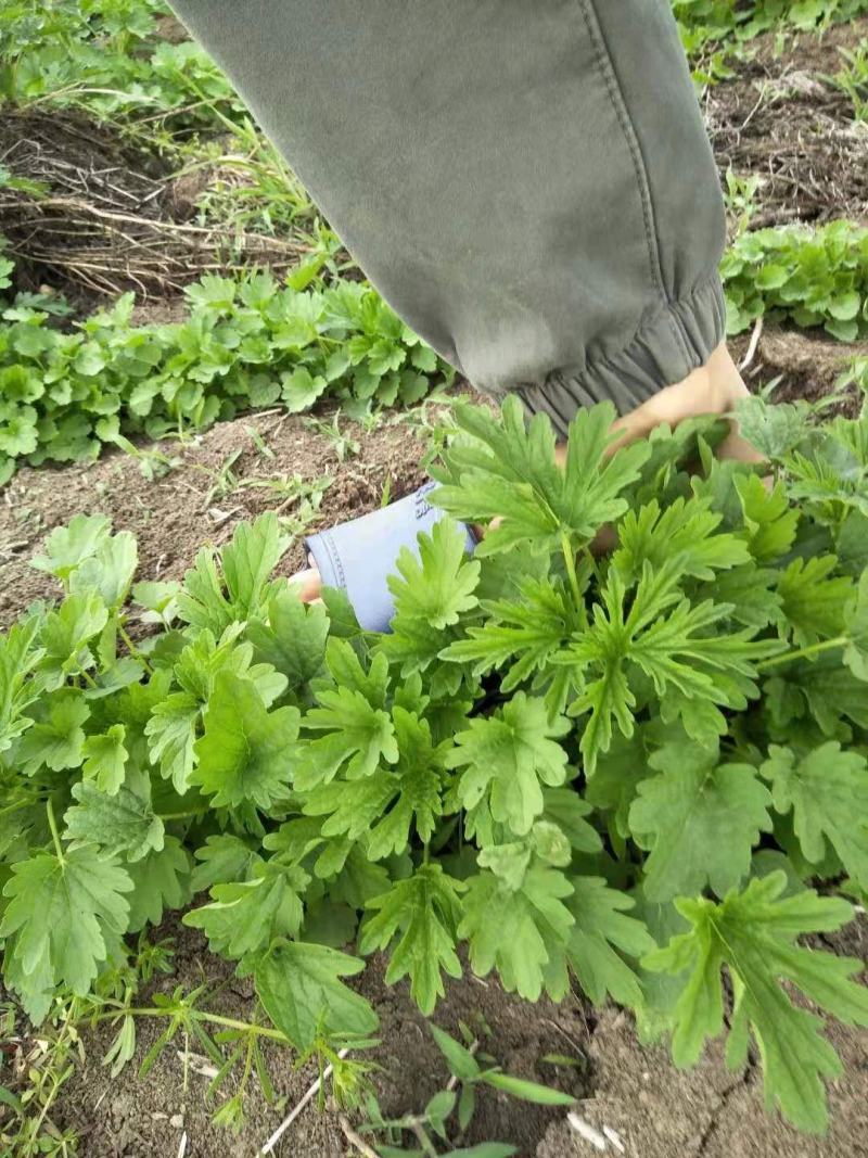 益母草苗子童子益母草鲜切全颗饮片