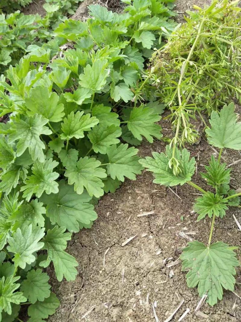 益母草苗子童子益母草鲜切全颗饮片