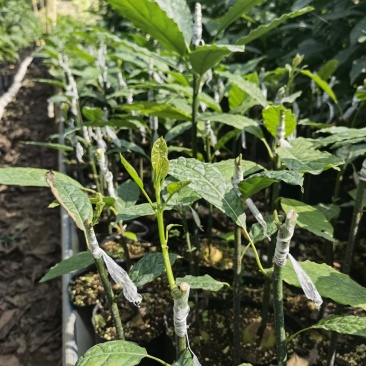 正宗哈斯牛油果嫁接苗，实生苗