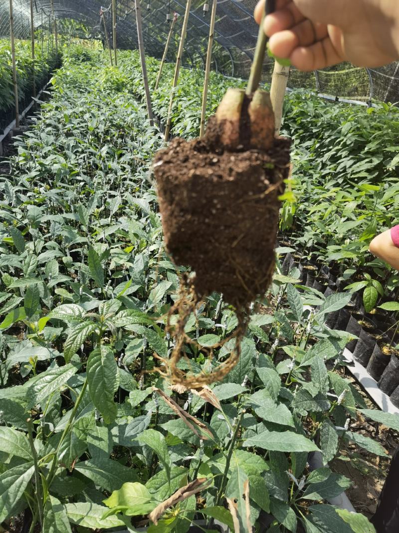 正宗哈斯牛油果嫁接苗，实生苗