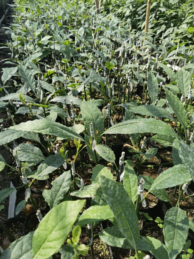 正宗哈斯牛油果嫁接苗，实生苗