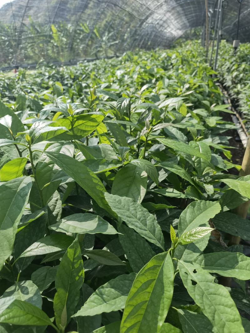 正宗哈斯牛油果嫁接苗，实生苗