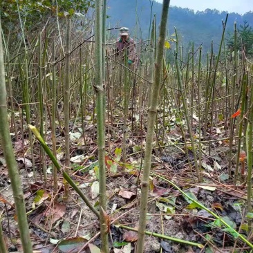 钩藤苗金钩藤华钩藤苗两年苗播种苗实生苗基地苗大货