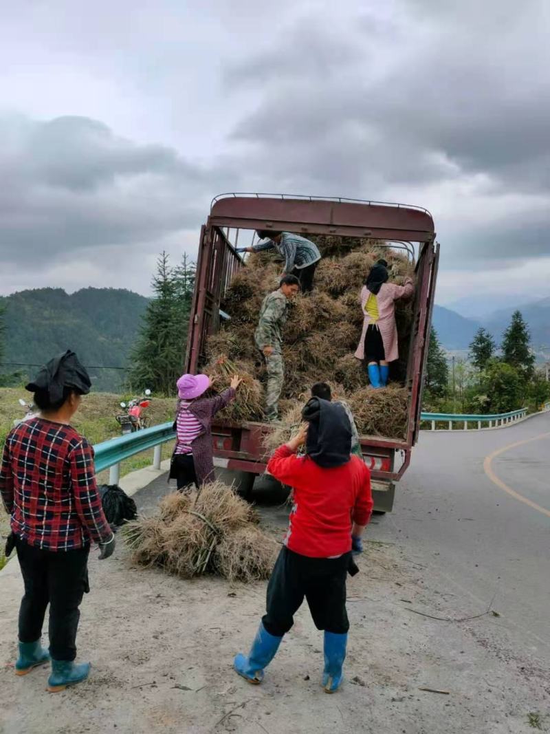 钩藤苗金钩藤华钩藤苗两年苗播种苗实生苗基地苗大货