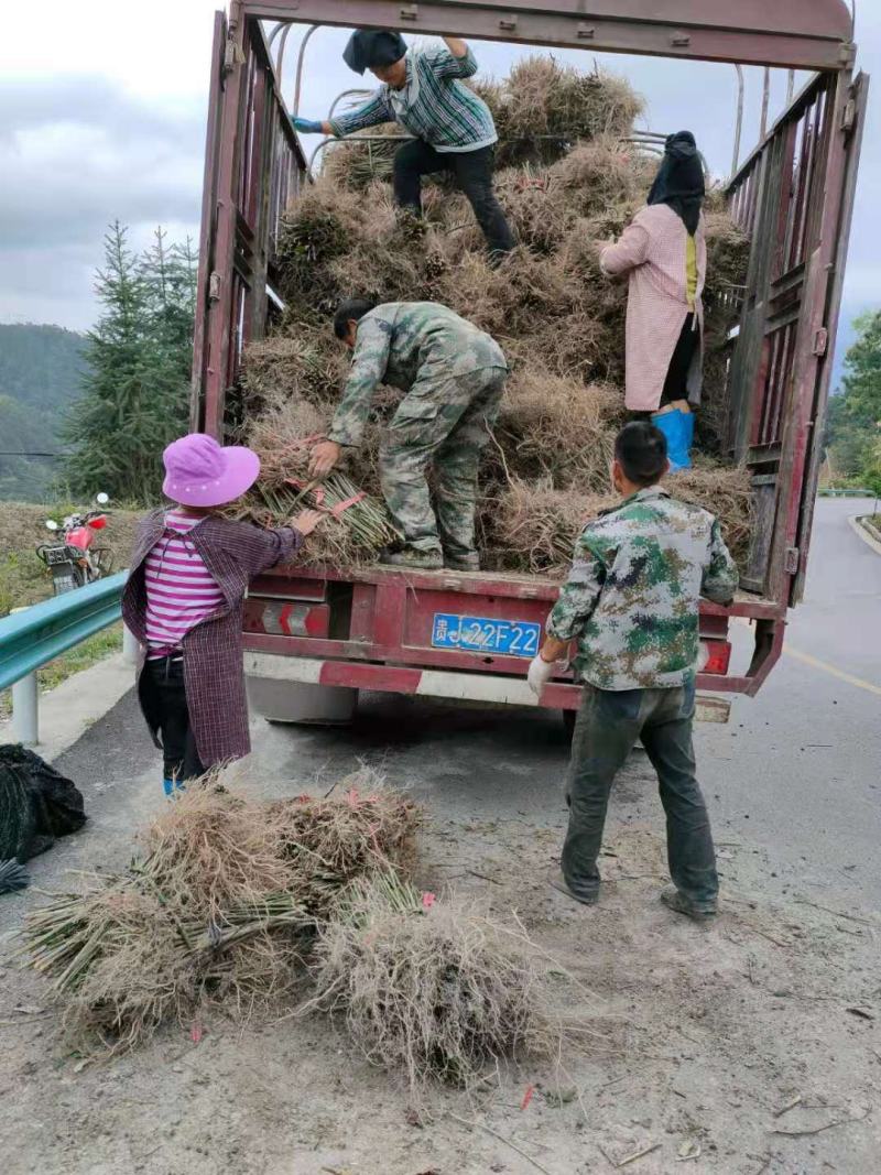 钩藤苗金钩藤华钩藤苗两年苗播种苗实生苗基地苗大货