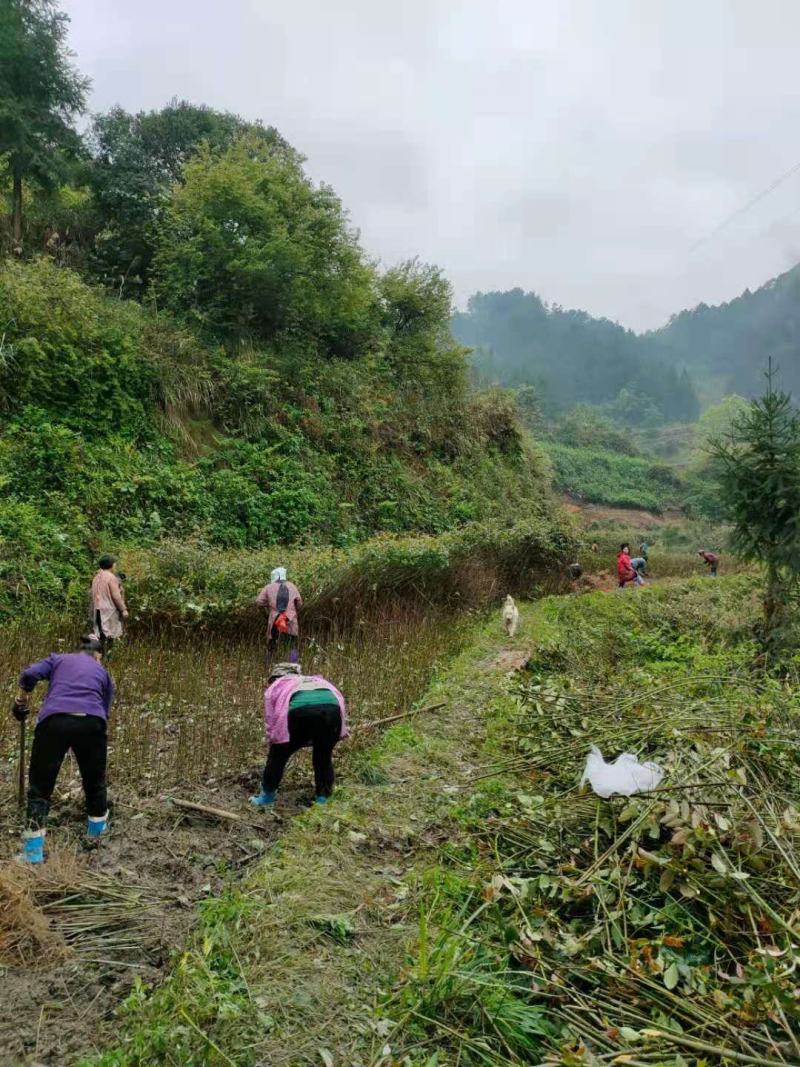 钩藤苗金钩藤华钩藤苗两年苗播种苗实生苗基地苗大货