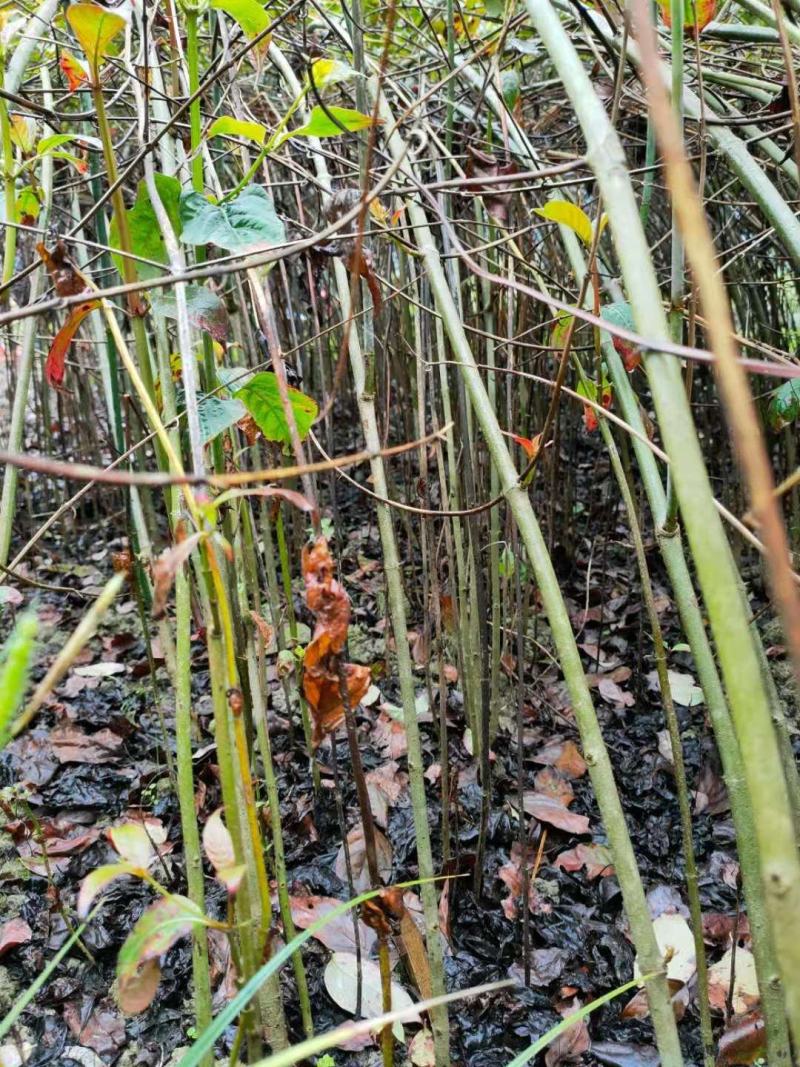 钩藤苗金钩藤华钩藤苗两年苗播种苗实生苗基地苗大货