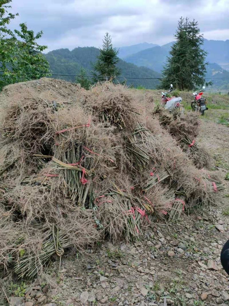 钩藤苗金钩藤华钩藤苗两年苗播种苗实生苗基地苗大货