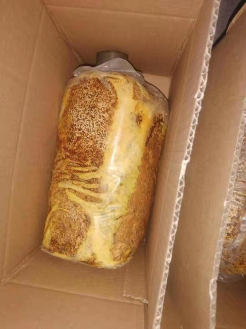 桑黄食用菌菌种母种原种栽培种菌包一级二级三级种