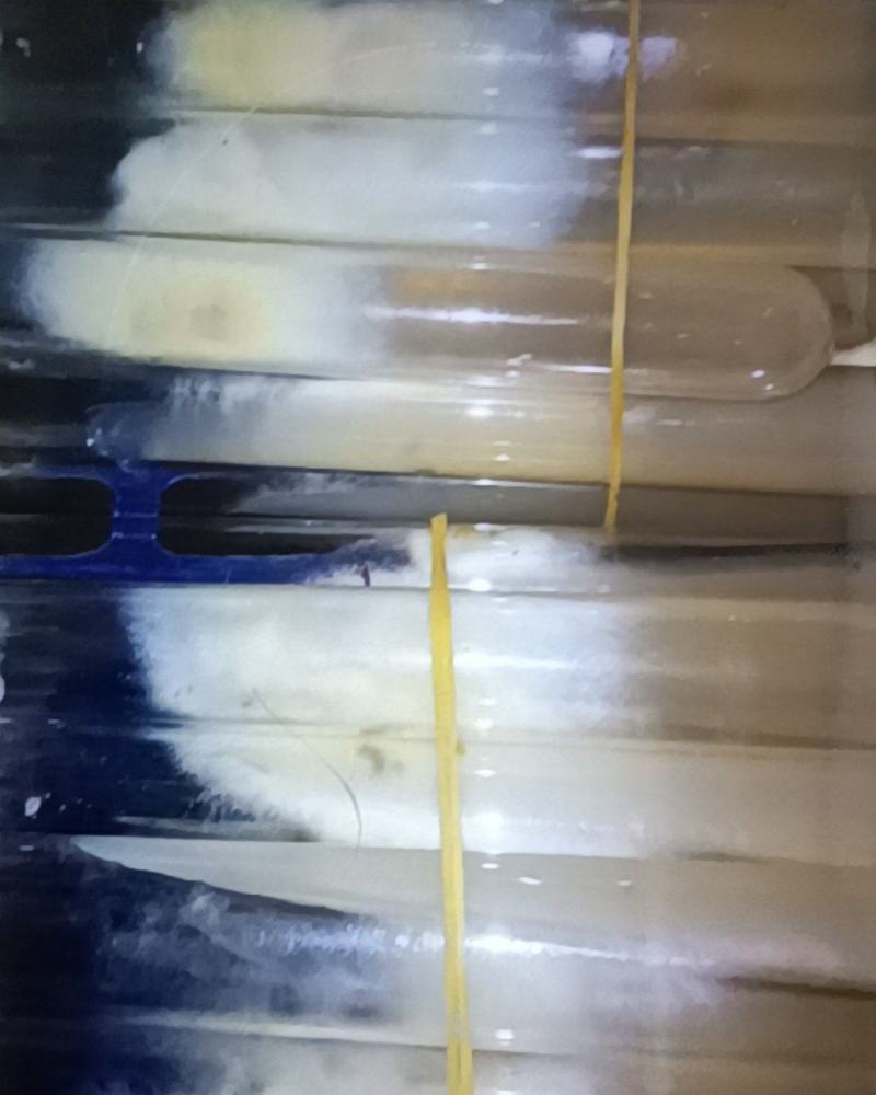 桑黄食用菌菌种母种原种栽培种菌包一级二级三级种