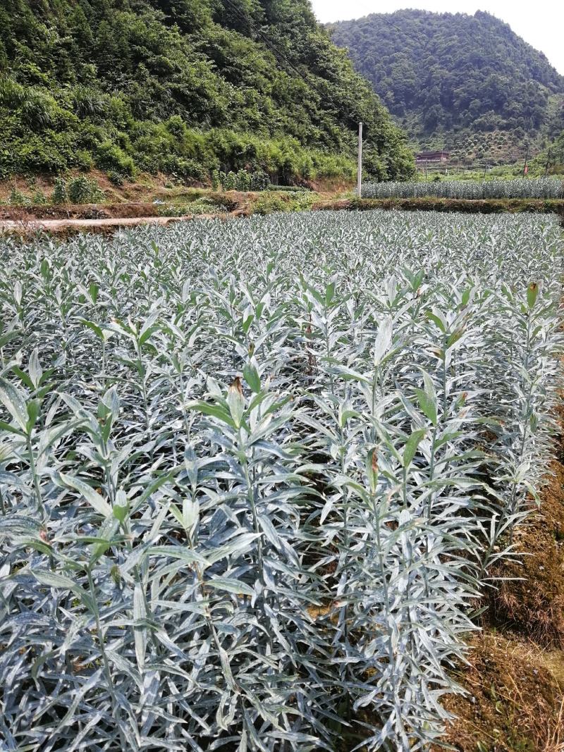 湖南正宗龙牙百合，产地供货，百泥土货，欢迎来电。