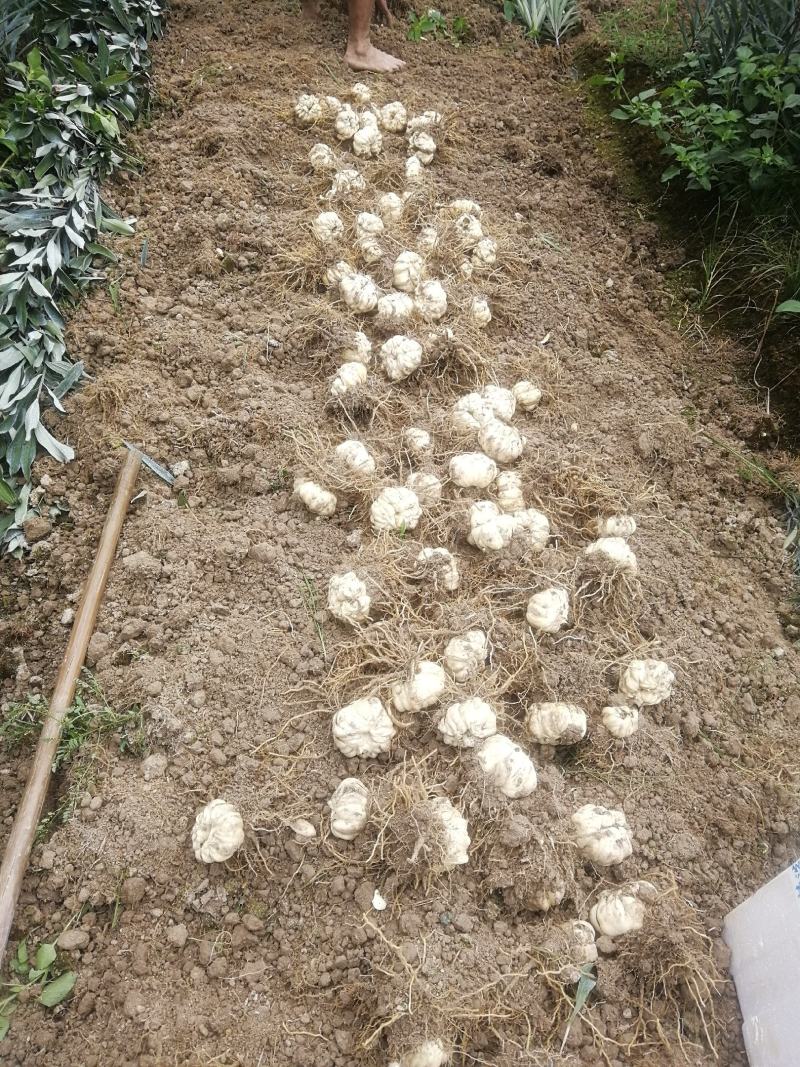 湖南正宗龙牙百合，产地供货，百泥土货，欢迎来电。