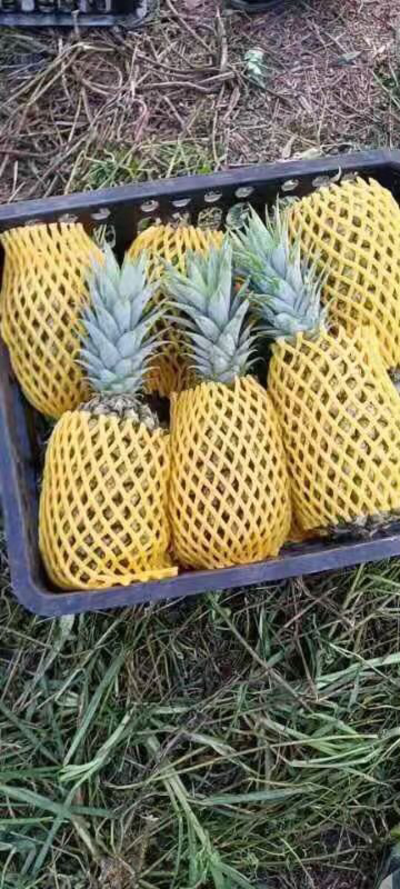 热带水蜜菠萝
