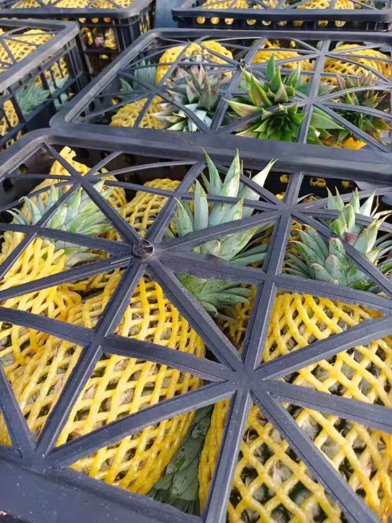 热带水蜜菠萝