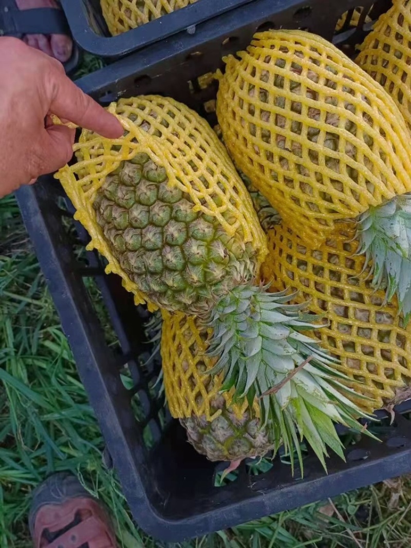 热带水蜜菠萝