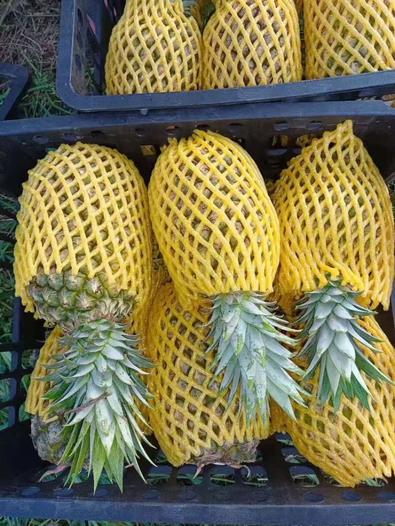 热带水蜜菠萝